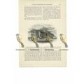 St George's Hall, Liverpool, Lancs, Book Illust...