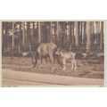 New Forest Ponies New Forest Hampshire Postcard...