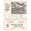 brierwood arabian farms 1972 azlaf omar equestr...