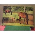 NEW FOREST PONIES, used vintage postcard by Sal...