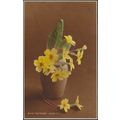 Primroses, 1933 - Judges RP Postcard