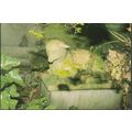 London - Highgate Cemetery (Western) - Lamb (me...