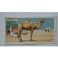 1924 Players Natural History card No. 10 Arabia...