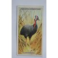 1924 Players Natural History card No. 12 Cassowary
