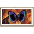 1964 Brooke Bond BUTTERFLIES OF THE WORLD Tea c...