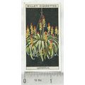 1925 Wills Flower Culture in Pots No. 30 Lachen...