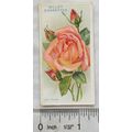 1912 Wills Roses No. 41 Lyon Rose