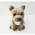 Blue Staffordshire Bull Terrier cute and cuddly...