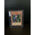 Magician of Faith - DLG1-EN034 - Rare - Unlimit...