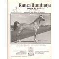 ranch ruminaja 1972 shaikh al badi arabian hors...