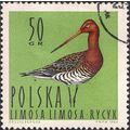 POLAND, BIRD, Black-tailed Godwit , green 1964,...