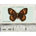 1927 Wills British Butterflies No. 15 Meadow Brown