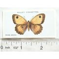 1927 Wills British Butterflies No. 14 Hedge Brown