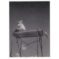 Spectator at 1950s Stock Car Races South Caroli...