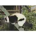 Ruffed Lemur Balancing On Ledge Australian Anim...