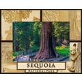 Sequoia National Park Laser Engraved Wood Pictu...