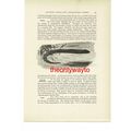 Floridan Eel-Salamander, Animal Book Illustrati...