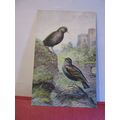 STARLING by George Rankin unused postcard by J ...