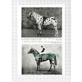 C5441) Mrs Harmer Sussex Spotted Horse Sugar Pl...