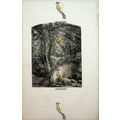 Hillside Brook, USA, Book Illustration (Print),...