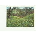 Yorkshire FARNDALE Daffodils Postcard by Walter...