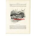 Wild Cat And Fawn, Animal Book Illustration (Pr...