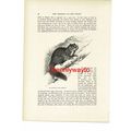 Squirrel Tailed Dormouse, Animal Book Illustrat...