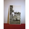 a TODDLER WITH A TOY GARDEN ROLLER small photograph c.1940 =