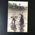 Farmers Working In Paddy Field Vietnam Vietname...