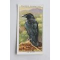 1932 John Player & Sons Wild Birds No. 31 The R...