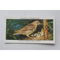 1932 John Player & Sons Wild Birds No. 38 Mistl...