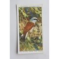 1932 John Player & Sons Wild Birds No. 34 Red-b...