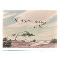 K E OLSZEWSKI geese used postcard. 1971 postmar...