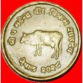 Ⰶ COW FAO: NEPAL ★ 10 PAISA 2028 (1971) ERROR!★...