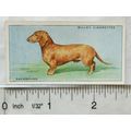 1937 Wills Dogs No. 12 Dachshund