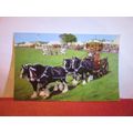 YOUNG & Co, SHIRE HORSES, WANDSWORTH, LONDON , ...