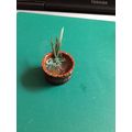 Half Barrel Pond (3) 1:12th Dolls House Miniature