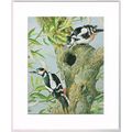 Great Spotted Woodpecker Mounted Bird Picture P...