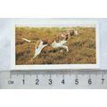1961 Hornimans Tea Dogs No. 11 Pointer