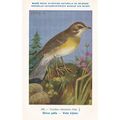 Eyebrowed Thrush Turdidae Turdus Obscurus Bird ...