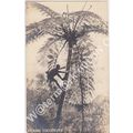RP Picking Cocoanuts Manila Philippines c1923 R...