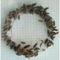 200 Tropical Grey woodlice Isopods live food cl...