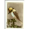 Birds KOOKABURRA Postcard (2086)