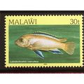 Malawi 1984 30t Sky Blue Mbuna Unmounted Mint N...