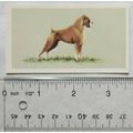 1979 Grandee Top Dogs Card No. 17 The Boxer