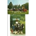 Animals COURAGE SHIRE HORSES Two Postcards