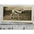 1926 Pattreiouex Real Photos Animals No. CA53 -...