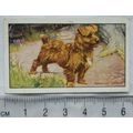 1936 Gallaher Dogs 1st Series No. 17 The Norwic...