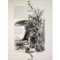 Florence, Cascine, North Italy, Book Illustrati...