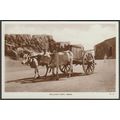Bullock Cart, Aden, c.1920s - Lehem RP Postcard